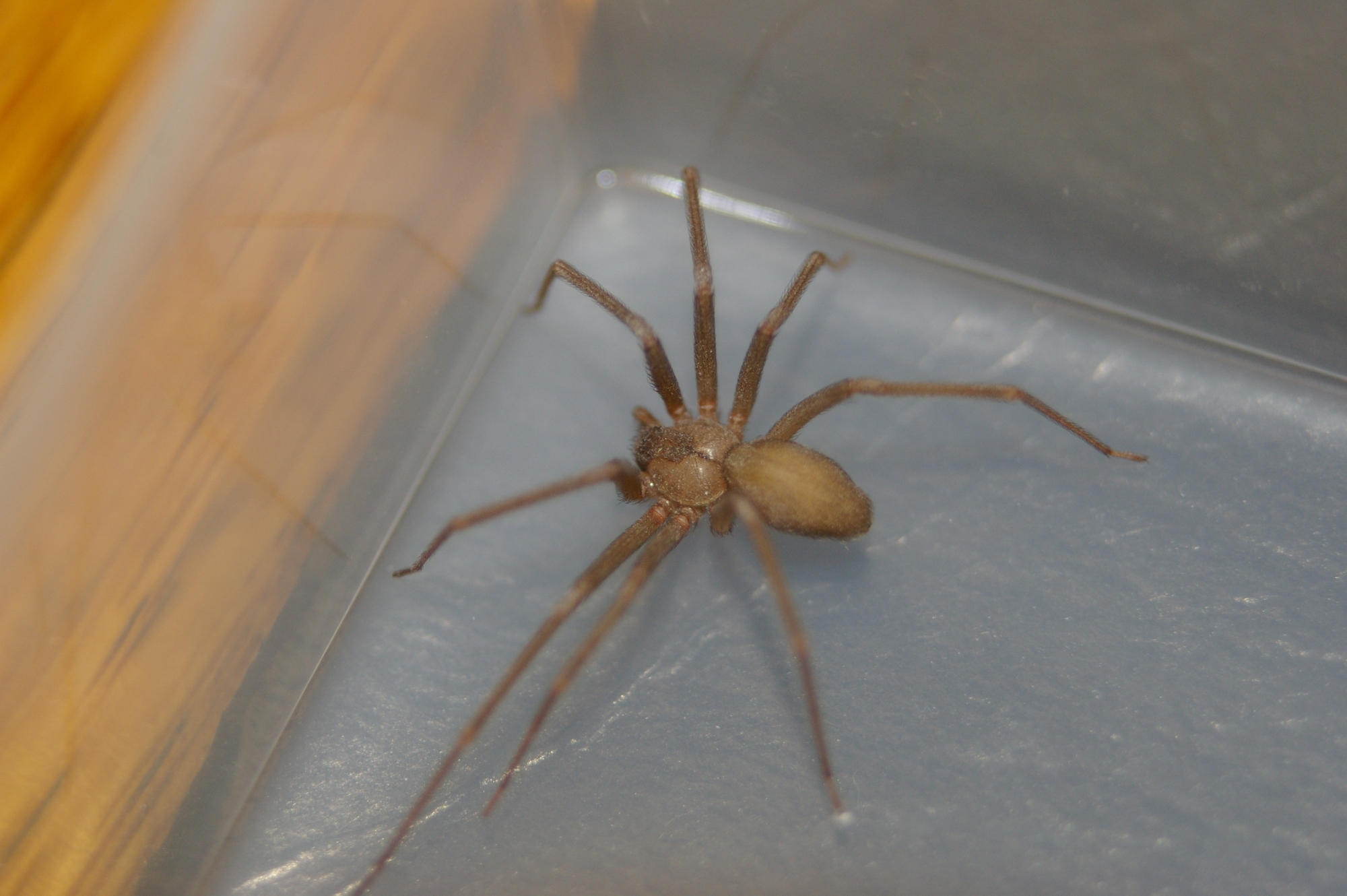 Moving In For The Winter Toxic Brown Recluse Spiders Pose Danger Mu